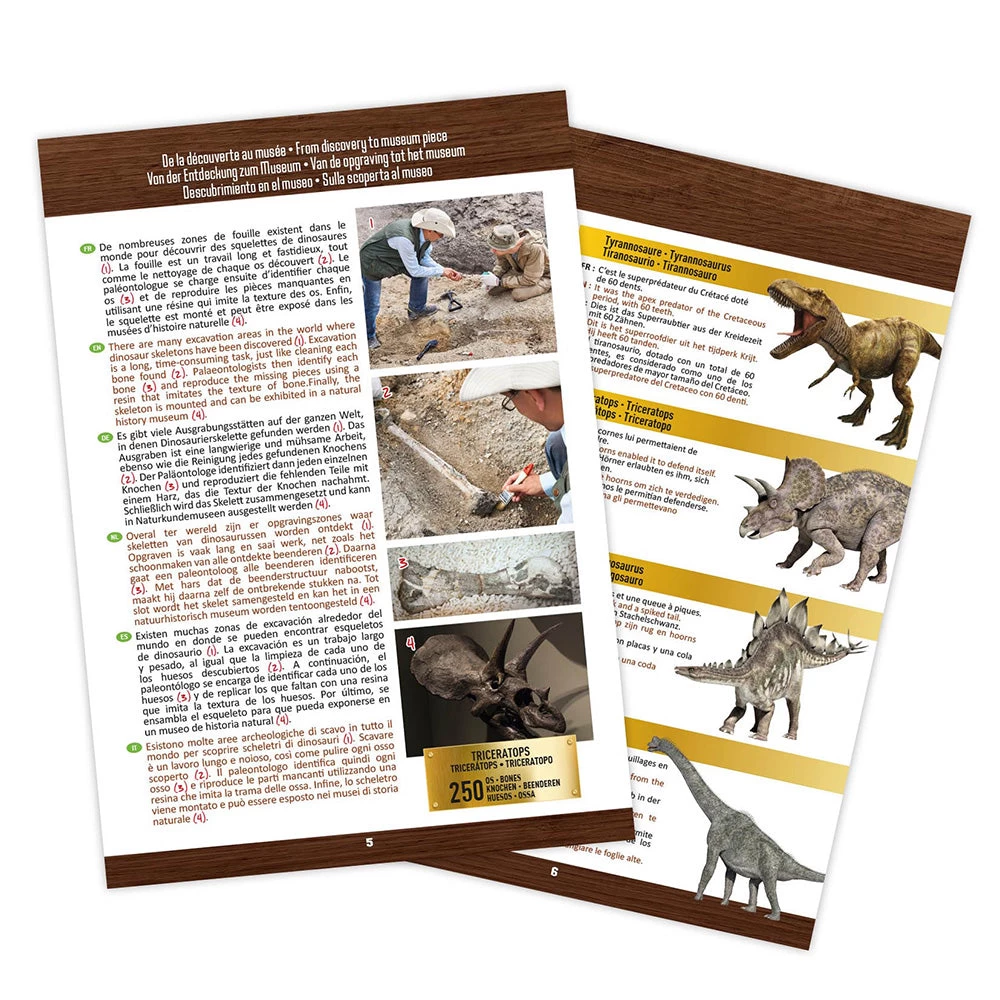 BUKI France Dinosaur Skull - Tyrannosaurus - Image 5